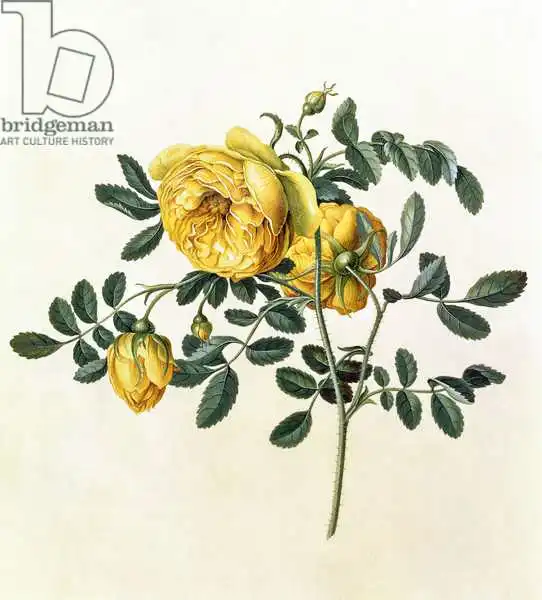 Ehret, Georg Dionysius: Rosa Hémisphérique, XVIIIe siècle