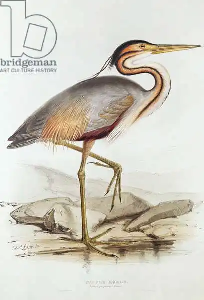 Lear, Edward: Purple Heron