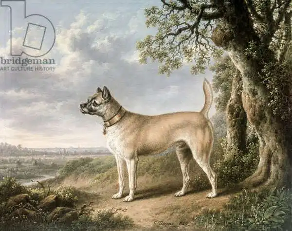 Towne, Charles: A Terrier on a pa...
