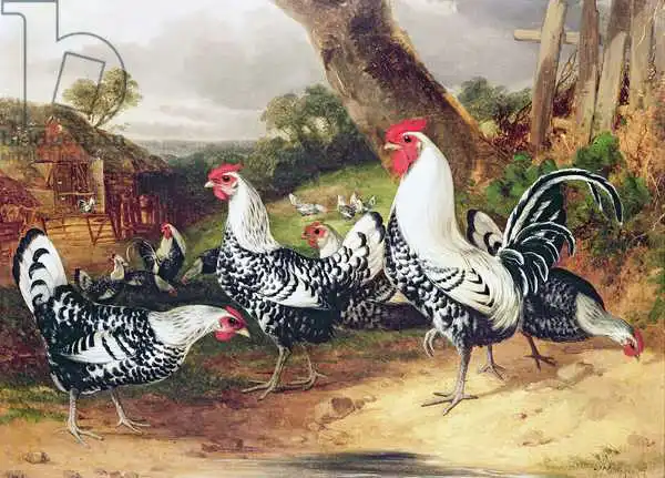 Shayer, William Joseph: Cockerels in a Landscape