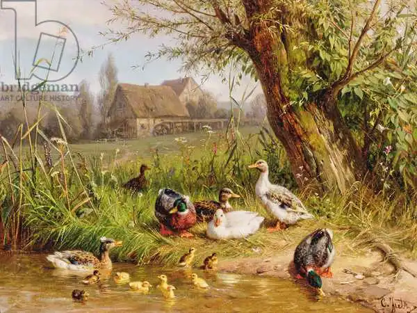 Jutz, Carl: Canards colverts avec leurs canetons