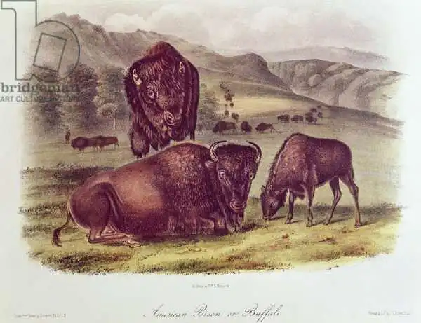 Audubon, John James: Bisonte o búfalo americano, de 