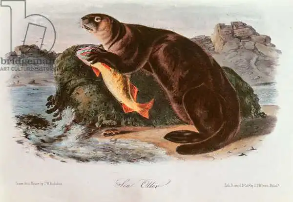 Audubon, John James: Sea Otter from Quadrupeds of North America (1842-5)