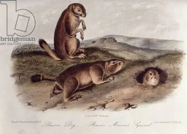 Audubon, John James: Prairie Dog from 