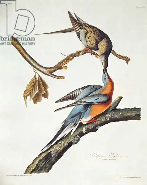 Audubon, John James: Passenger Pigeon, from 
