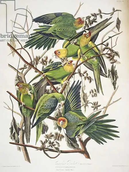 Audubon, John James: Carolina Parakeet, from 