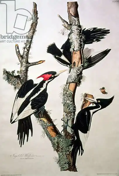 Audubon, John James: Pic à bec ivoire, de «Birds of America»