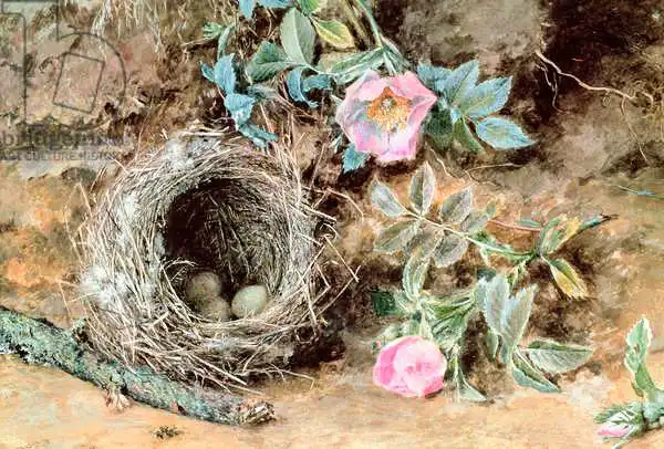 Hunt, William Henry: Wild Roses and Birds