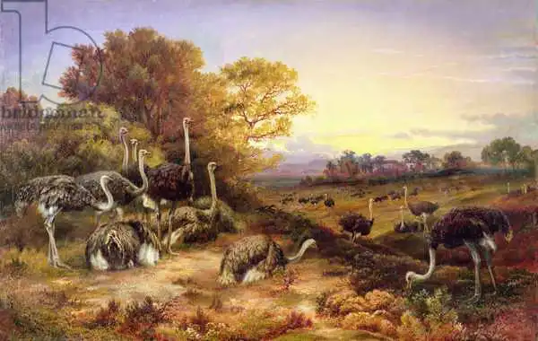 Unknown: Autruches, 19e siècle