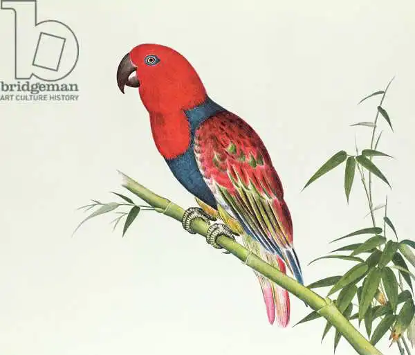 Chinese school: Electus Parrot, on a bamboo shoot, Ch