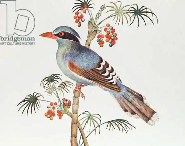 Chinese school: Green Magpie, Ch