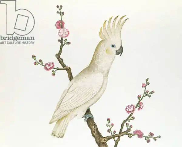 Chinese school: Lesser Lemon Crested Cockatoo, perched on a sprig of flowering Japonica, Ch