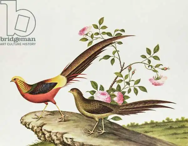 Chinese school: A golden pheasant, Ch