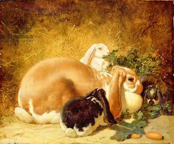 Herring Jnr, John Frederick: Rabbits