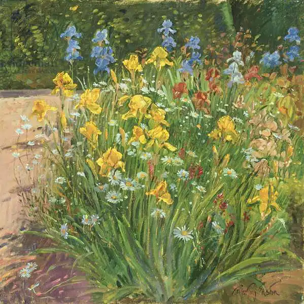 Easton, Timoth: Oxeye Daisies Against the Irises