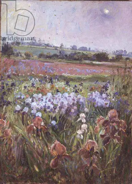 Easton, Timoth: Iris und aufstrebende Sonne