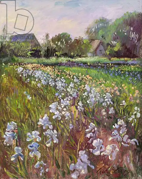 Easton, Timoth: Weiße Iris und Gehäuse