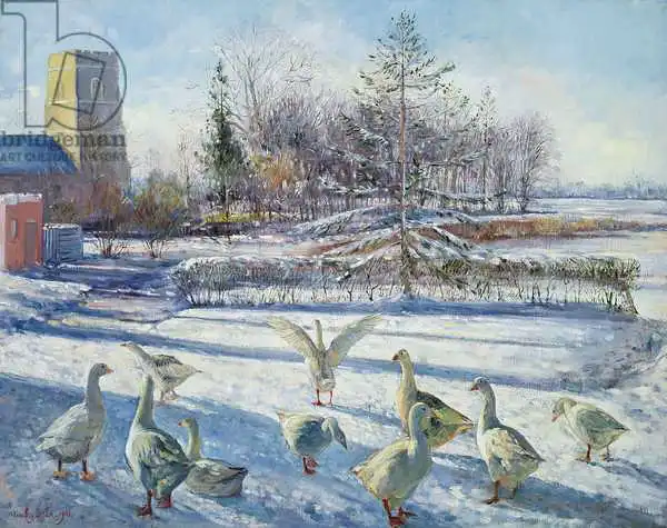 Easton, Timoth: Snow Geese, Winter Morning
