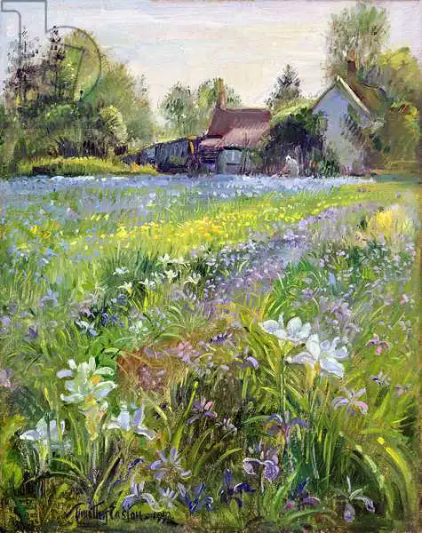 Easton, Timoth: Iris enanos y Cottage