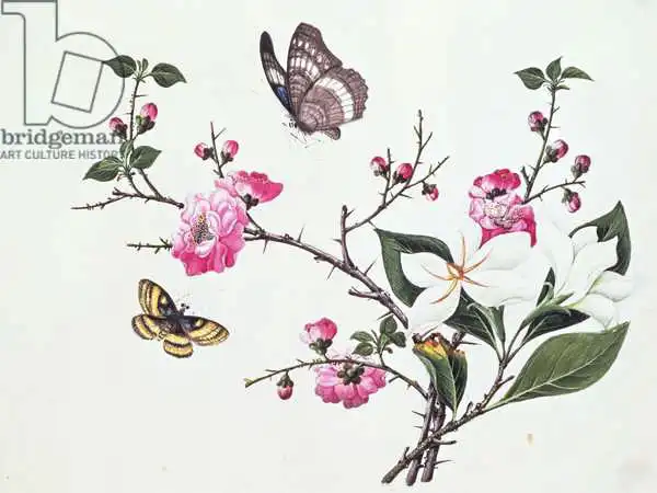 Chinese school (19th century): Japonica, Magnolia and Butterflies