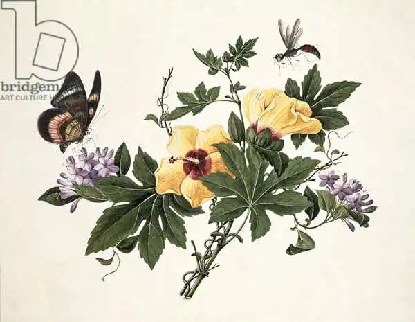 Chinese school (19th century): Hibiscus and Butterfly