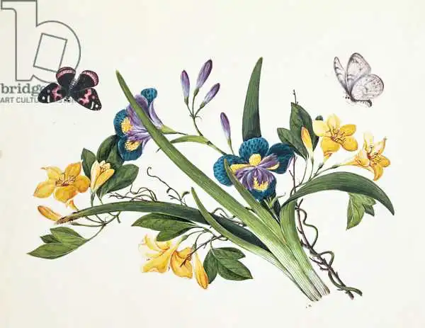 Chinese school (19th century): Iris et insectes bleus