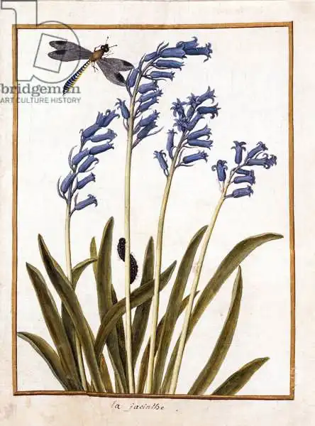 French school (18th century): PD.126-1973F.36 Bluebell et une libellule