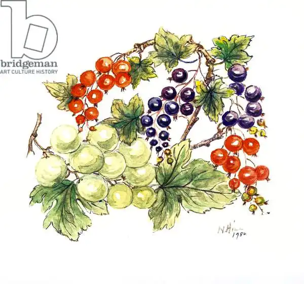 Hill, Nell: Black and Red Currants with Green Grapes