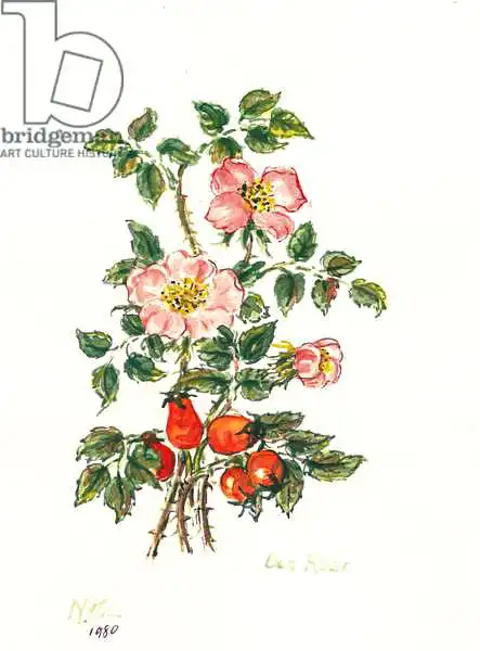 Hill, Nell: Dog Rose