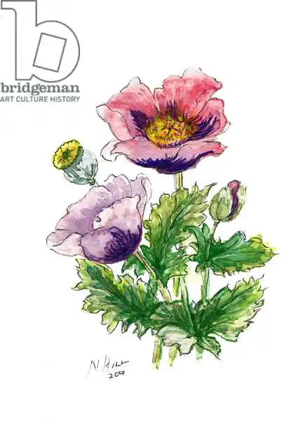 Hill, Nell: Opium Poppy