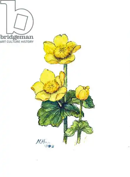 Hill, Nell: Marsh Marigold