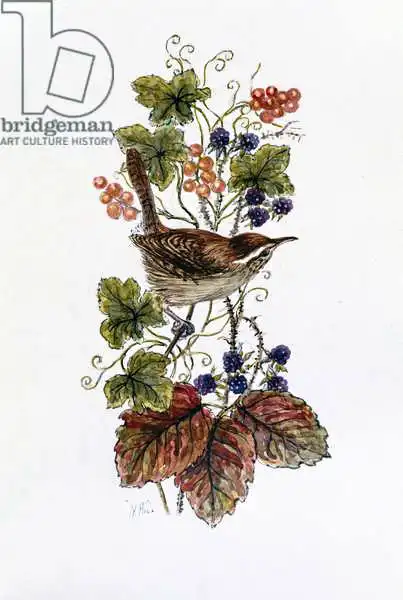 Hill, Nell: Wren on a spray of berries