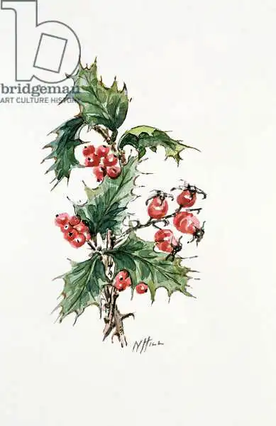 Hill, Nell: Holly and rosehips