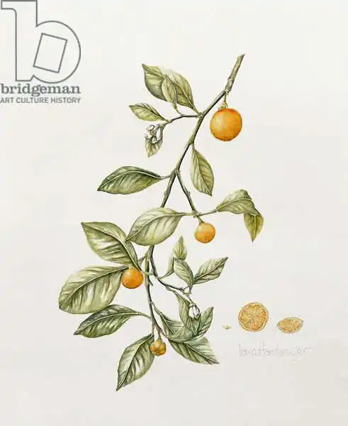 Hordern, Iona: Ornamental Orange