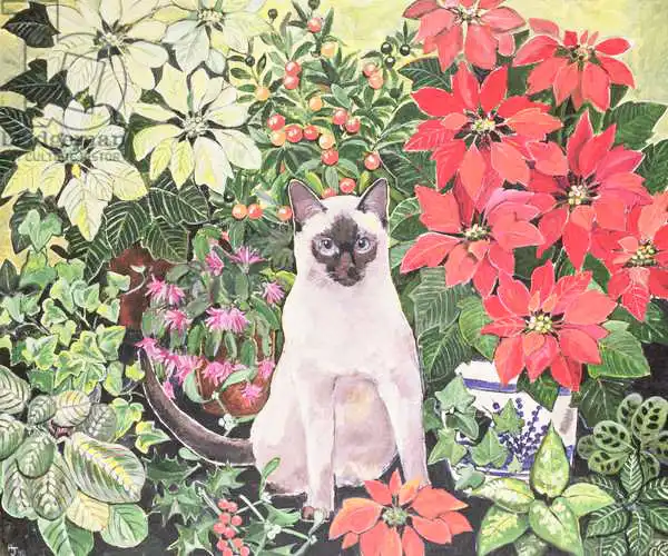 Jones, Hilary: Poinsettias