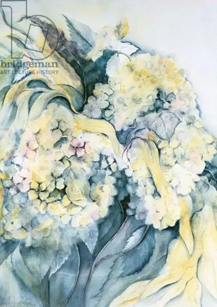 Armitage, Karen: Hydrangea Particulata
