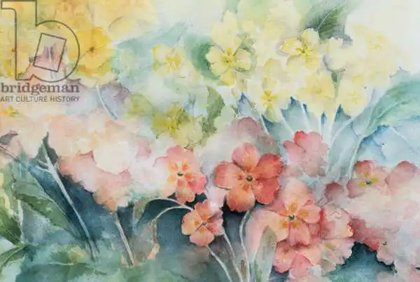 Armitage, Karen: Polyanthus, Mixed Hybrids