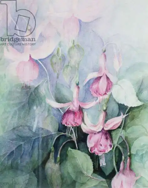 Armitage, Karen: Fuschia, pink coachman