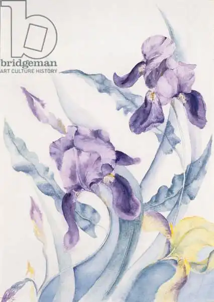 Armitage, Karen: Iris, blue Mare