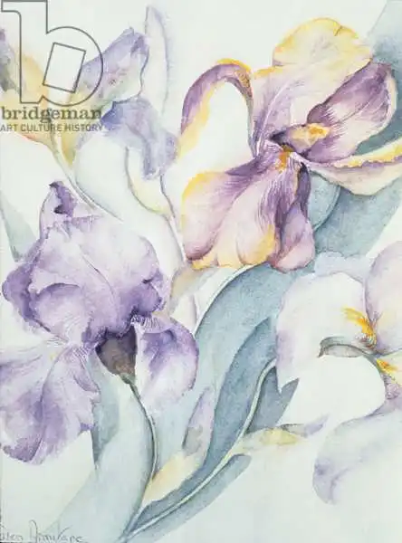 Armitage, Karen: Iris mixed, Ola Kale and Mary Todd