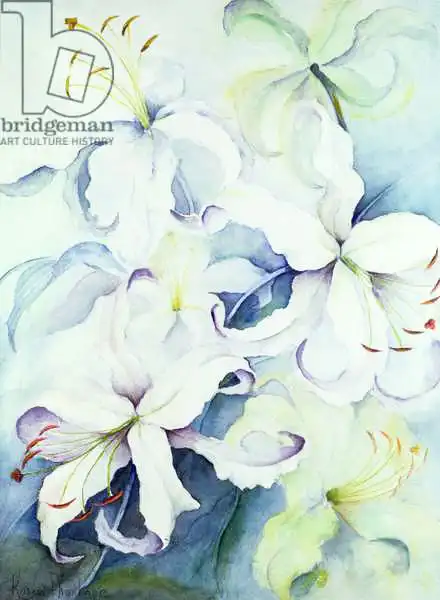 Armitage, Karen: Lilium, Imperial Gold