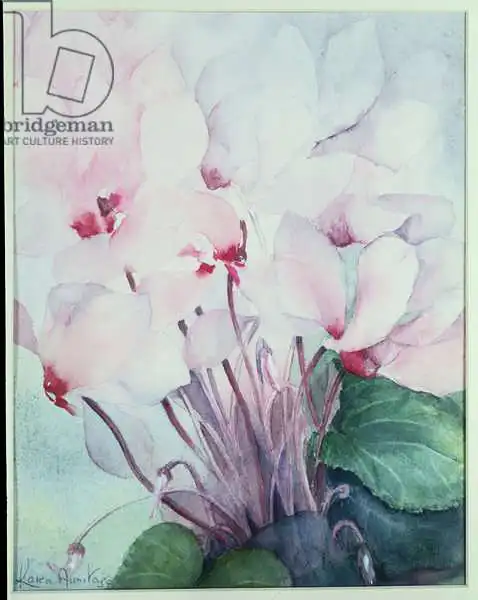 Armitage, Karen: Pink Cyclamen, Victoria