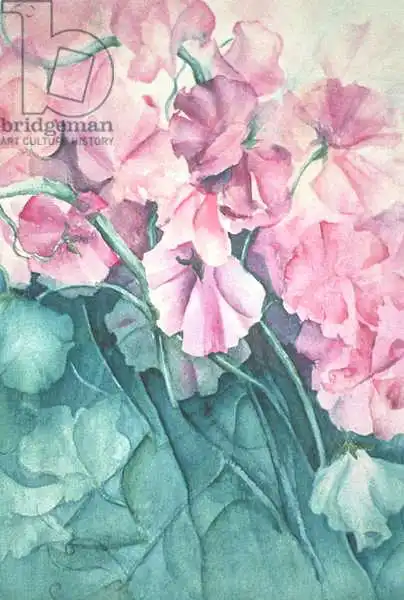 Armitage, Karen: Sweet Peas, Pink Pride (vertical)