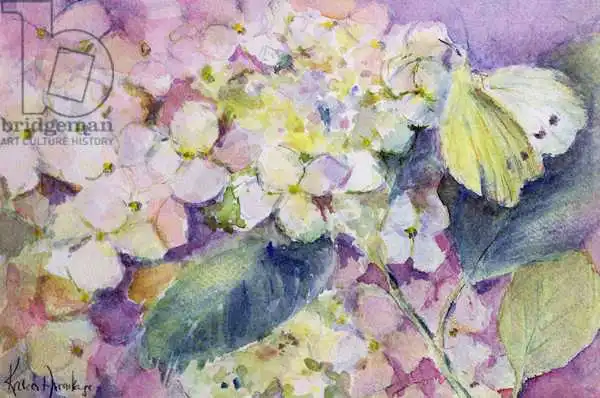 Armitage, Karen: Pale Clouded Yellow Butterfly, Colias Hyale on Hydrangea
