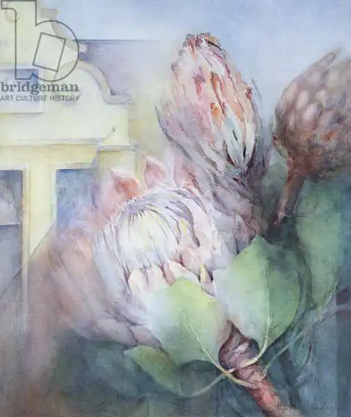 Armitage, Karen: Protea at Stellenbosch