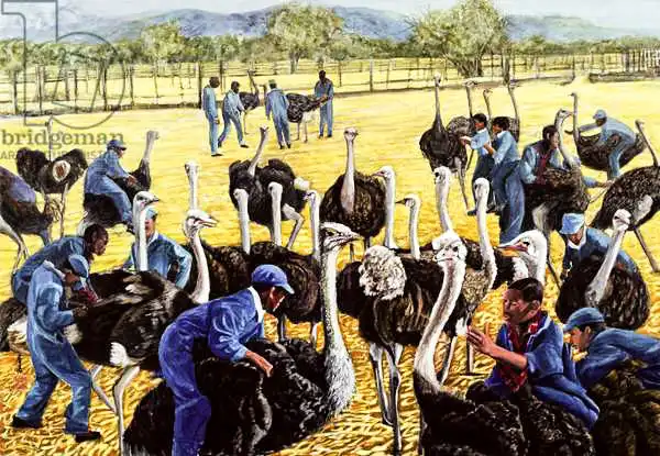 Chen, Komi: Ostrich Farm
