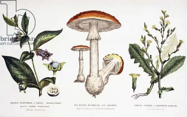 English school (19th century): Piante velenose comuni