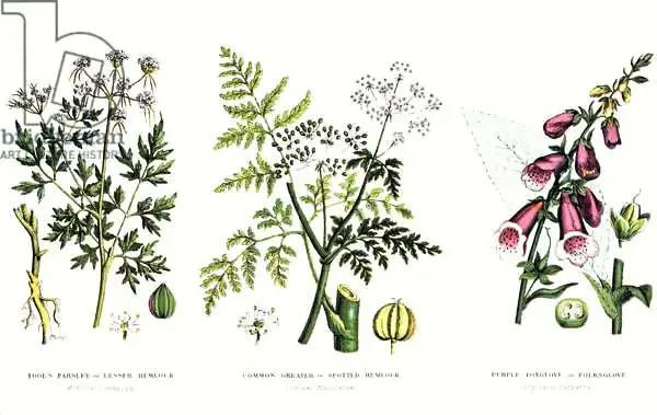 English school (19th century): Common Poisonous Plants
