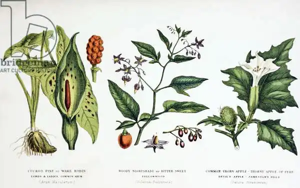 English school (19th century): Common Poisonous Plants