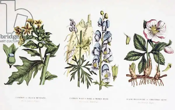 English school (19th century): Piante velenose comuni